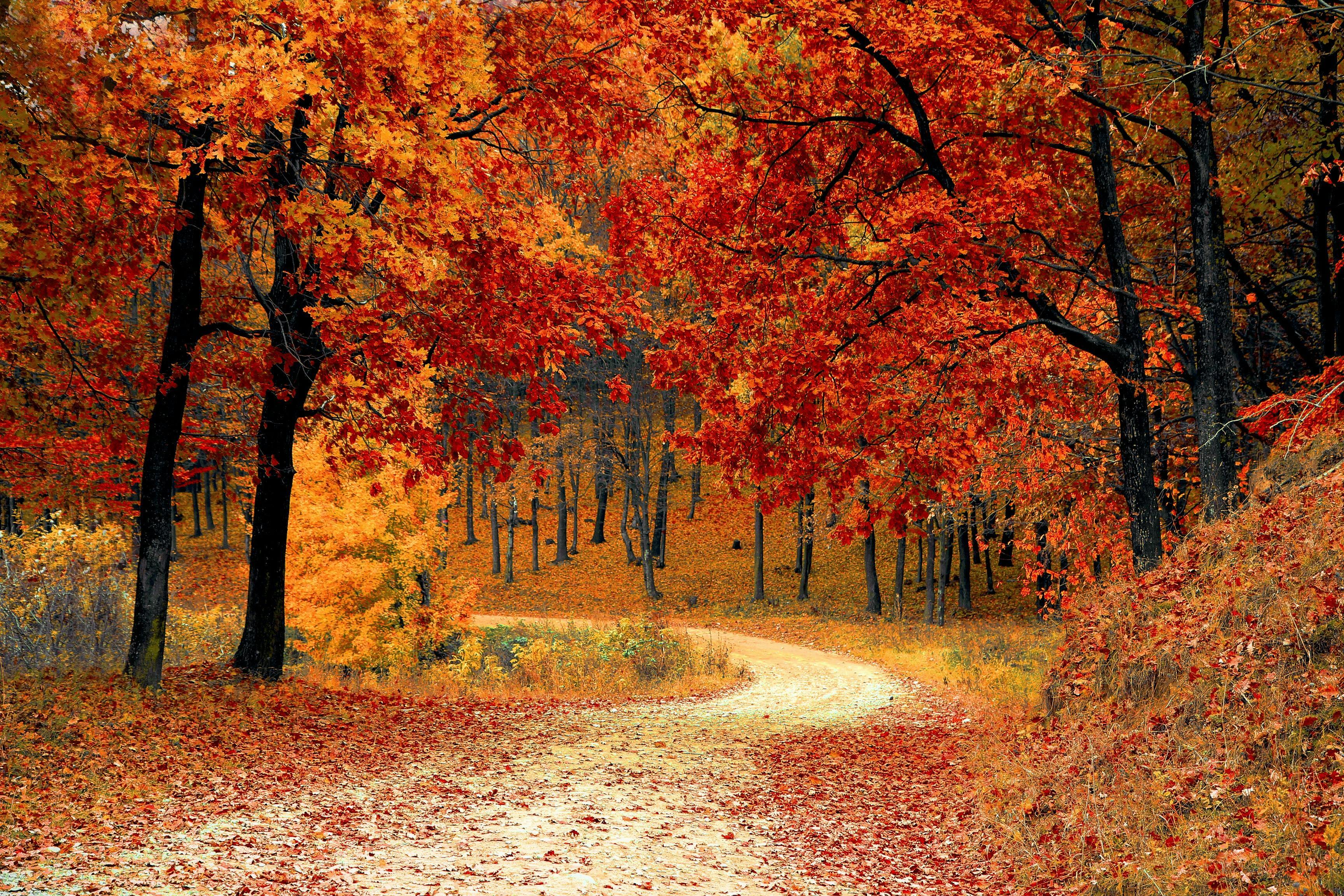 Changing trees during fall season for blog post