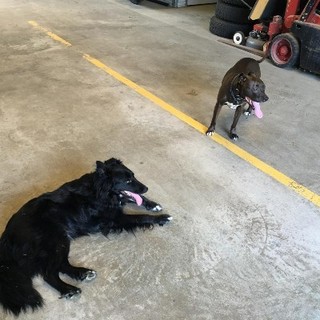 Toby and Wolfie playing at Store Haus